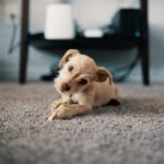 Kelowna Flooring and pets
